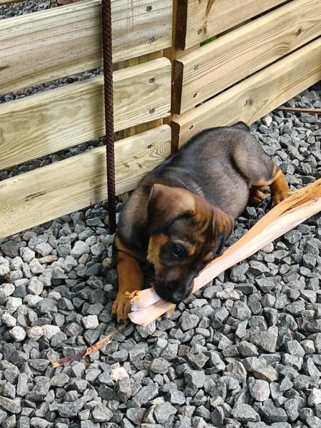 Atila, femelle croisée berger malinois, née le 10/08/2025🐶