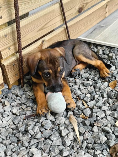 Atila, femelle croisée berger malinois, née le 10/08/2025🐶