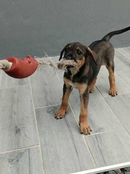 Atila, femelle croisée berger malinois, née le 10/08/2025🐶