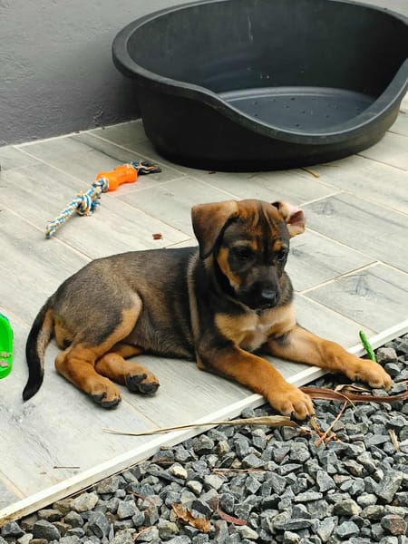 Atila, femelle croisée berger malinois, née le 10/08/2025🐶