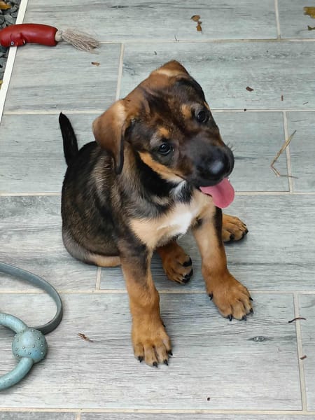 Atila, femelle croisée berger malinois, née le 10/08/2025🐶