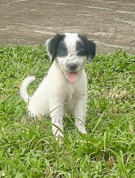 Ascot, mâle croisé berger, né le 10/08/2025 🐶
