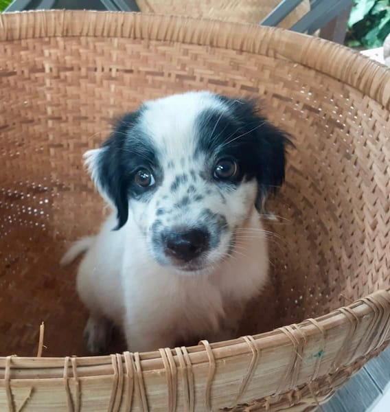 Ascot, mâle croisé berger, né le 10/08/2025 🐶