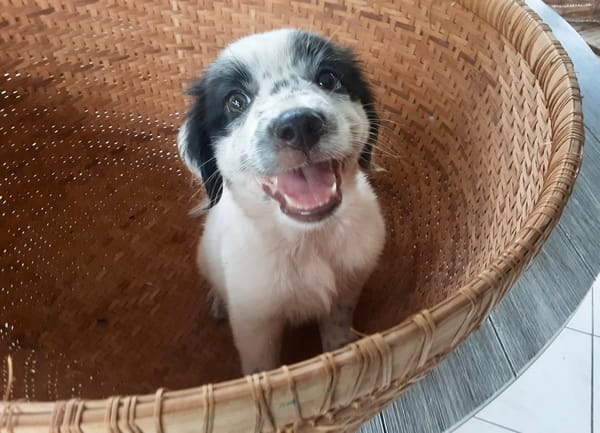 Ascot, mâle croisé berger, né le 10/08/2025 🐶