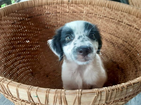 Ascot, mâle croisé berger, né le 10/08/2025 🐶
