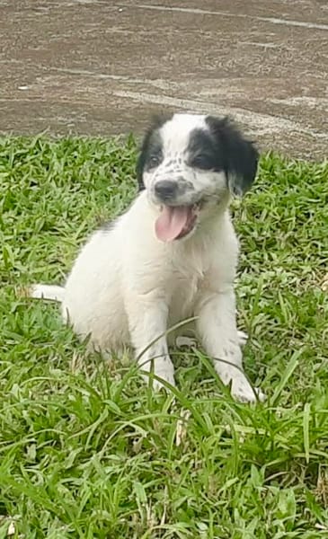 Ascot, mâle croisé berger, né le 10/08/2025 🐶