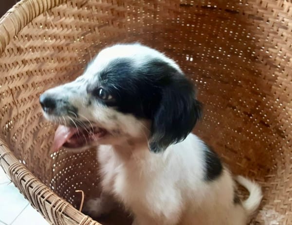 Ascot, mâle croisé berger, né le 10/08/2025 🐶