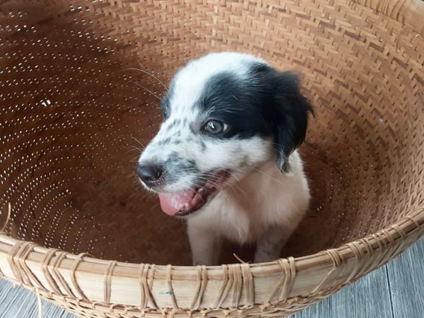 Ascot, mâle croisé berger, né le 10/08/2025 🐶