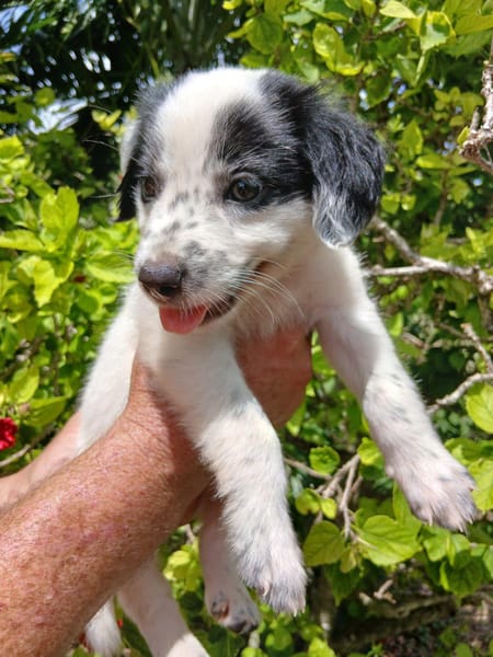 Ascot, mâle croisé berger, né le 10/08/2025 🐶