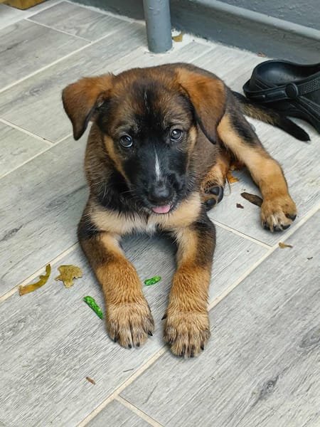 Aribo, mâle croisé berger malinois, né le 10/08/2025 🐶