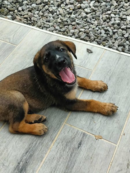 Aribo, mâle croisé berger malinois, né le 10/08/2025 🐶