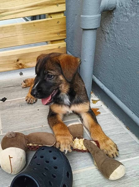 Aribo, mâle croisé berger malinois, né le 10/08/2025 🐶