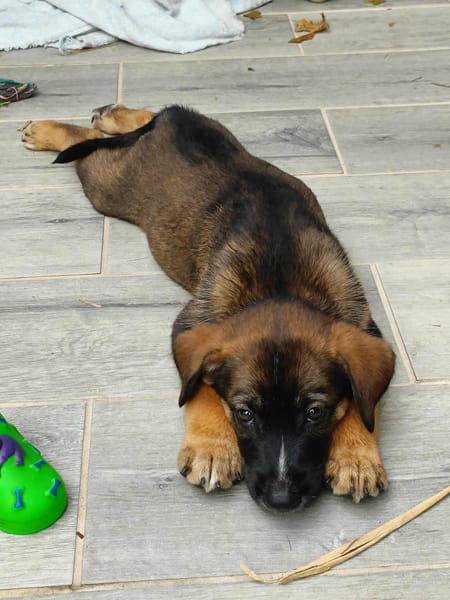 Aribo, mâle croisé berger malinois, né le 10/08/2025 🐶