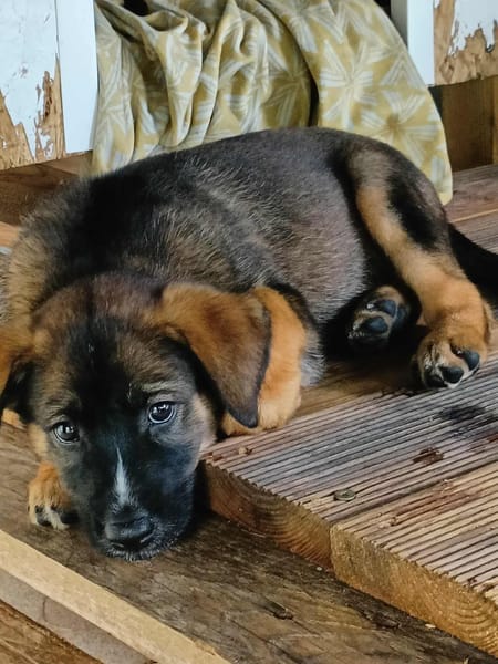 Aribo, mâle croisé berger malinois, né le 10/08/2025 🐶