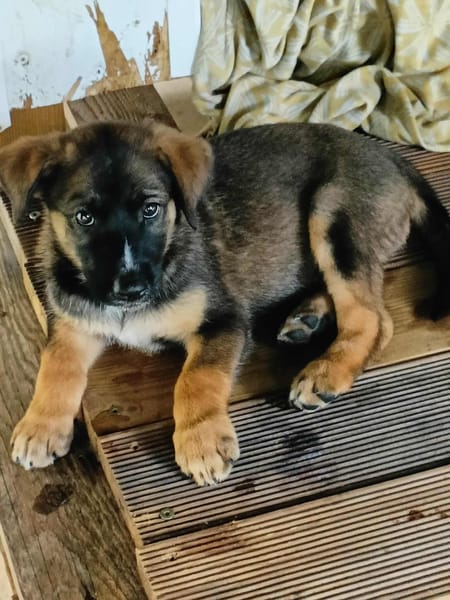 Aribo, mâle croisé berger malinois, né le 10/08/2025 🐶
