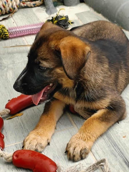 Aribo, mâle croisé berger malinois, né le 10/08/2025 🐶