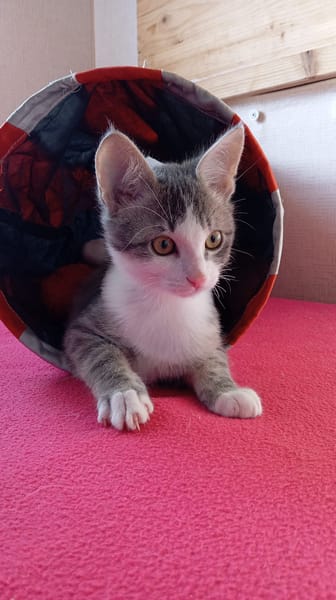 BASIL