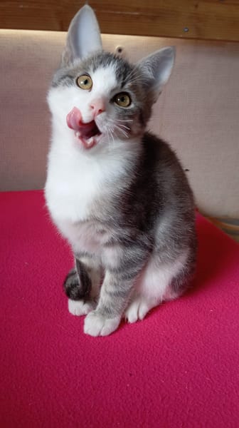 BASIL