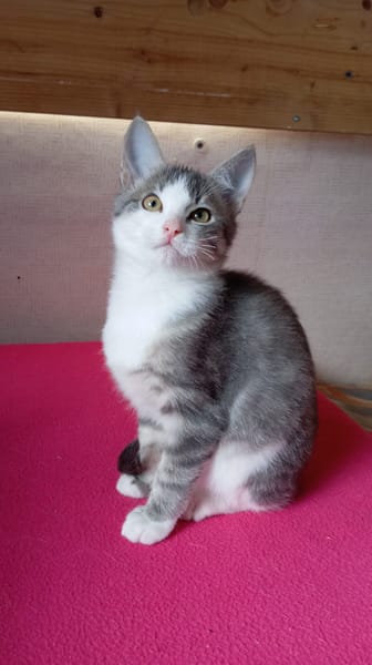 BASIL
