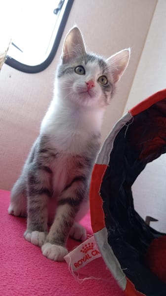BASIL