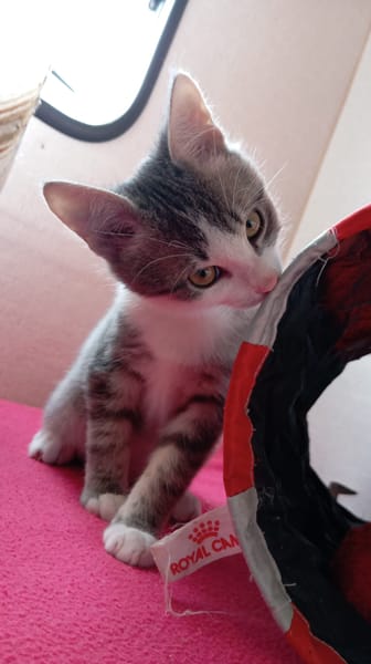 BASIL
