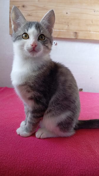 BASIL