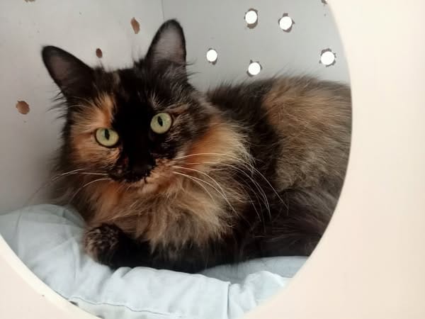 BELLA