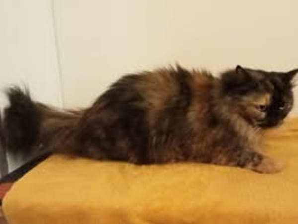 BELLA