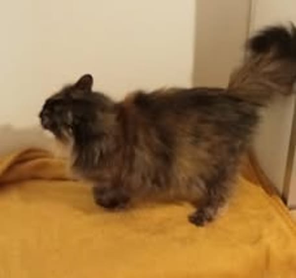 BELLA
