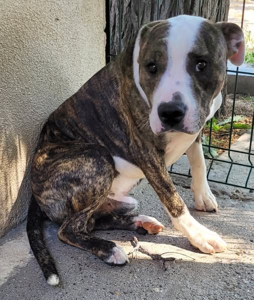 ALDO