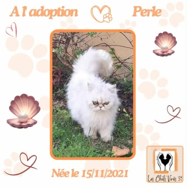 Perle