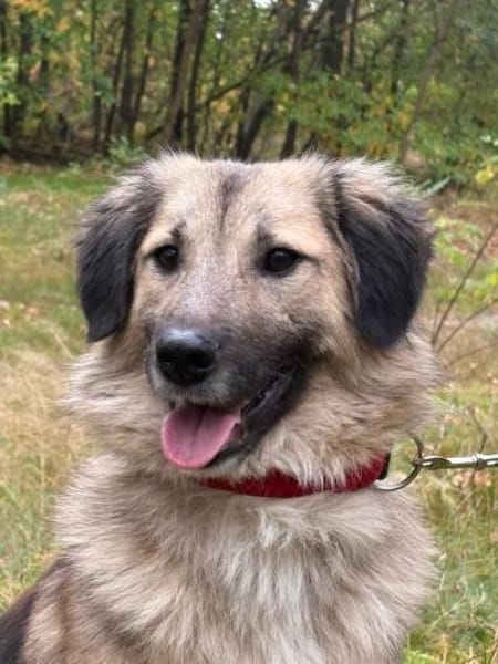 Ben - charmante Herz auf vier Pfoten ❤