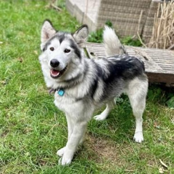 Ruby eine wunderschöne Hündin