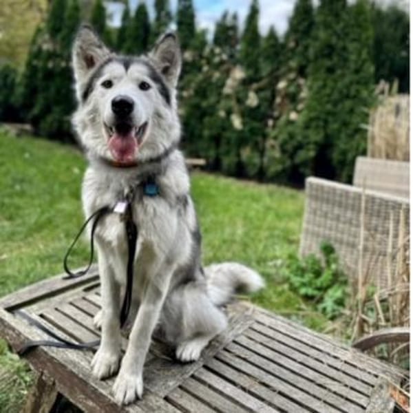 Ruby eine wunderschöne Hündin