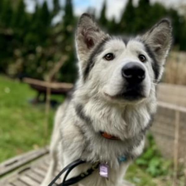 Ruby eine wunderschöne Hündin