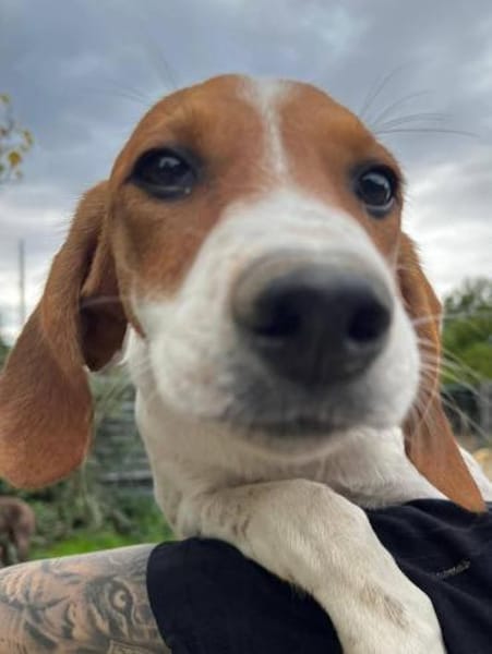 Bandi ist bereit für eine Familie