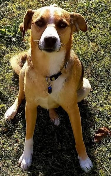 Lieber Rüde sucht ein Zuhause