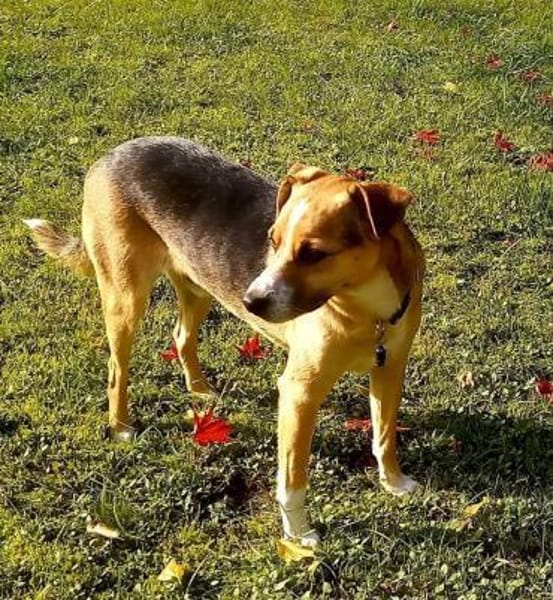 Lieber Rüde sucht ein Zuhause