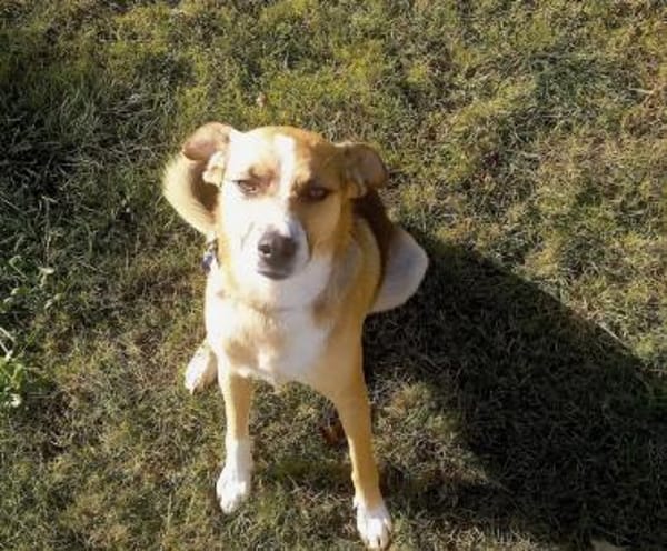 Lieber Rüde sucht ein Zuhause