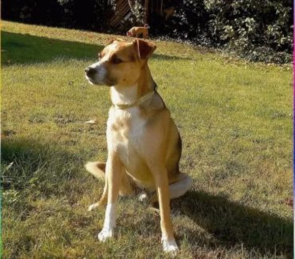 Lieber Rüde sucht ein Zuhause