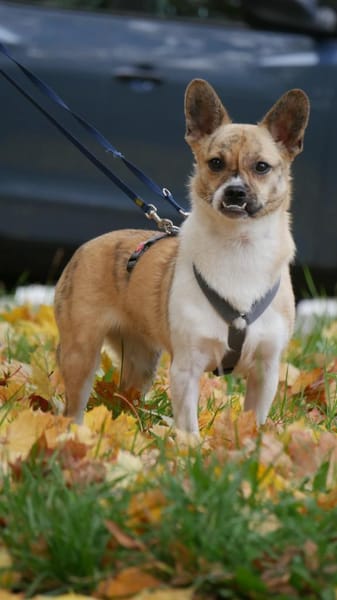 Anouk - das fröhlichste Gaudikipferl