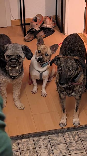 Anouk - das fröhlichste Gaudikipferl