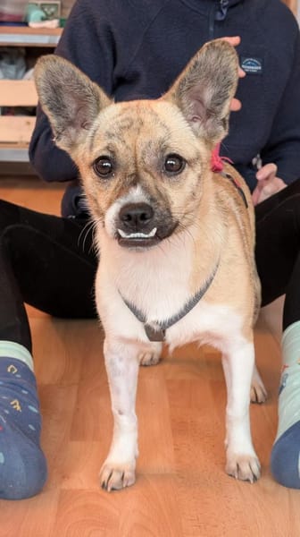 Anouk - das fröhlichste Gaudikipferl