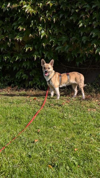 Anouk - das fröhlichste Gaudikipferl