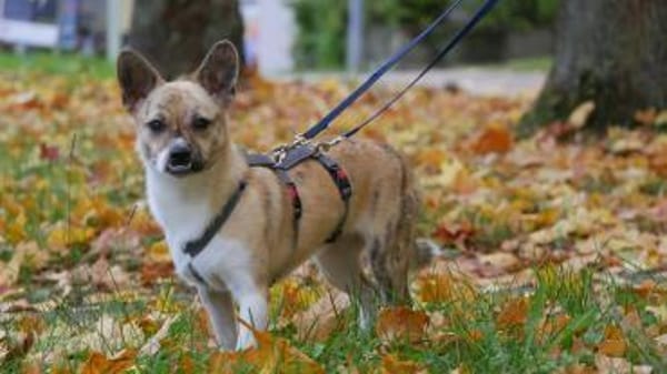 Anouk - das fröhlichste Gaudikipferl