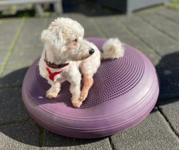Beny sucht sein Für-immer-Zuhause