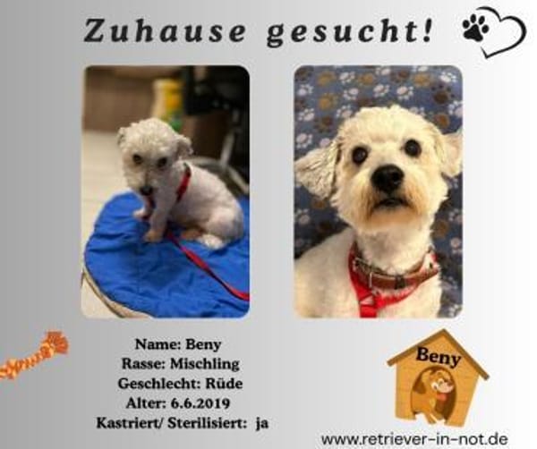 Beny sucht sein Für-immer-Zuhause