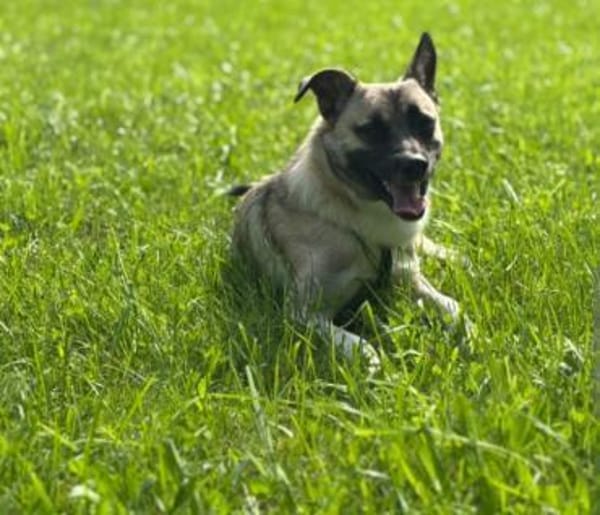 Hallo, ich bin Tiger!