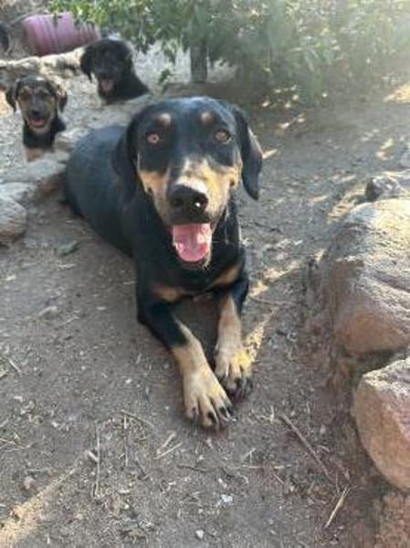 Zuhause gesucht für Flora