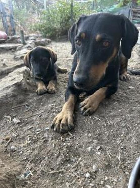 Zuhause gesucht für Flora